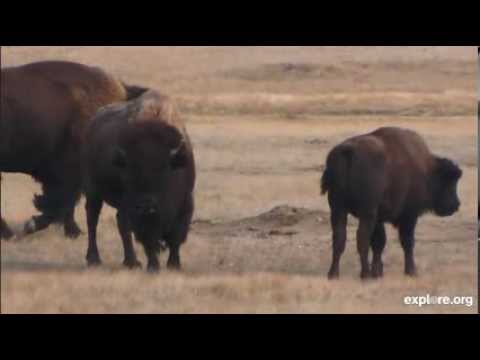 2013.10.19 Moma Bison and calf 7.59min (zae) Grasslands National Park, Canada