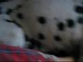 Dalmatian,Benek in memory of...