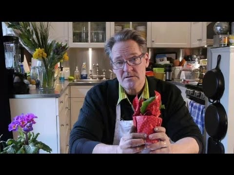 how to replant potted tulips