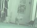 Kitty Kapers (The Crosswalks)