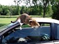 Cat vs. Car