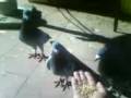 hmam pigeon de settat dans mabrouka