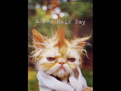 funny animals