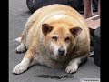 funny animals funny animals