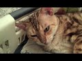 Bengal Cat Yawn