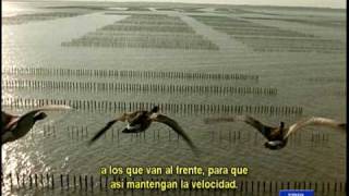 ¡ Seamos gansos !