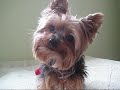 Small Dog Boarding - The Doggie Nanny - Long Island - NY
