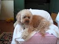 Small Dog Boarding - The Doggie Nanny - Long Island - NY