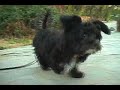 Carmen (MORKIE) takes a walk Carmen (MORKIE) takes a walk