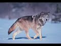 Wolf Pack Tribute ^^ Wolf Pack Tribute ^^
