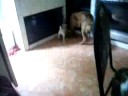 Branditon obedece a tu mamà