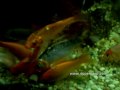 Visita nuestro portal www.supercarp.com . Barbos, carpas y carpines comiendo un pellet de halibut.