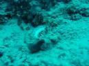 flamboyant cuttlefish and a dwarf scorpion fish