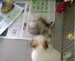 Shih Tzu video