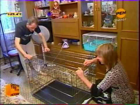 Видео 'Енот Кузя'