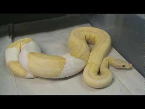 YouTube reptile video