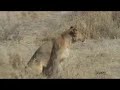17 Lions