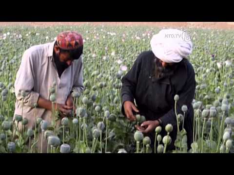 how to grow opium poppies