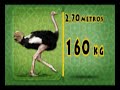Passeio Animal - Avestruz
