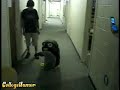 penguin_hopping.wmv