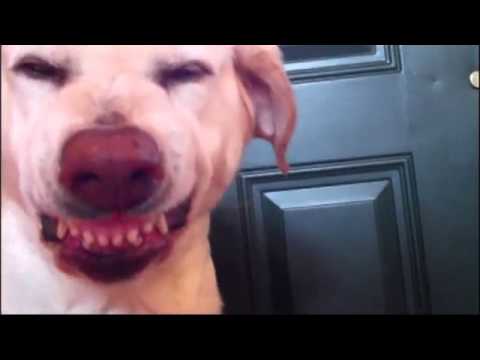 GMA - The guiltiest dog in the word shares her cute squint with the cast of Good Morning America, and her owners share the doggy dirt. Full Episode: http://abcn.ws...