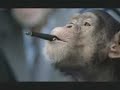 CareerBuilder.com: Monkey Business (Borrowed Pen)a new video for ones who are looking a new job...:) A better jobs awaits.enjoy it!!!