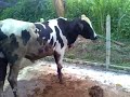 Jantan Terpilih Jantan Terpilih
