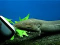 Three-Toed Amphiuma Salamander biting Three-Toed Amphiuma Salamander biting