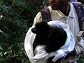 Milne Edwards Sifaka