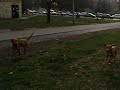 Bora vizsla