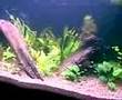 My freshwater aquarium 700l. (190gal)