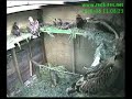 Red Kites in holding pen - wing flapping