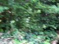 romainia team walking airsoft cumbria england