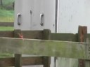 wagtails.mov wagtails.mov