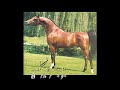 Stravinsky X+/ - Arabian Horse