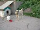 sivas kangal