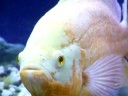Cichlids 3- jaguars 1- wolf 2- oscars 1- plecco
