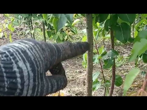 YouTube video preview