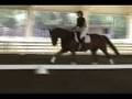DonnerFeld: 2005 Hanoverian Gelding