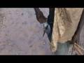Hadza Tribe 6/12 first catch