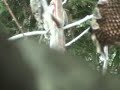 Fig Tree Pidgeon