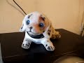 cachorro dan�ando na batida da musica eletronica