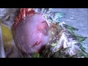 Infraorbital Abcess in a Parrot