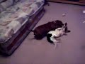 Dachshunds gone wild! Dachshunds gone wild!