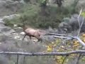 2006 Colorado Elk