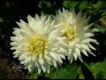 Happy Ridvan - Persian tar and Poetry Happy Ridvan - Persian tar and Poetry