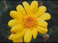Happy Ridvan - Persian tar and Poetry