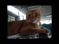 Buttercup wishes for a good home