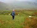 sheep shagging