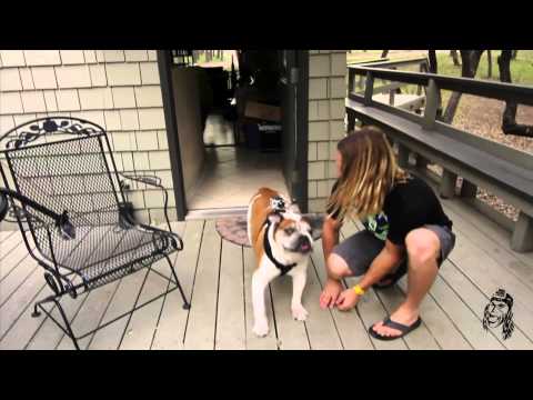 how to fasten dog harness